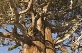 Ponderosa Pine Tree groei feiten