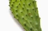 Wat Cactus soorten zijn eetbaar?