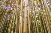Hoe maak je een waterval van de Bamboo