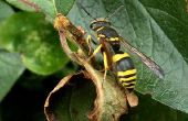 Hoe herken ik het verschil tussen mannelijke & vrouwelijke wespen