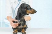 Oestrogeen bijwerkingen in honden