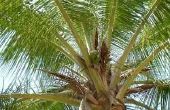 Meststof voor kokospalmen