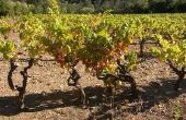 How to Grow wijndruiven in Virginia