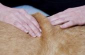 Hoe Massage van een hond