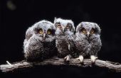 Lijst van Owl rassen