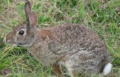 How to Raise binnenlandse San Juan & Cottontail konijnen