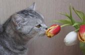 Zijn tulpen gevaarlijk voor katten?