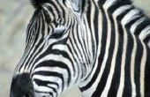 Ademhaling van Zebra 's