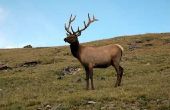 Hoe om te jagen van Elk in Colorado op openbare grond