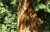 Red Cedar en termieten