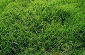 How to Kill jaarlijkse rogge gras