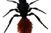 Zijn fluwelen mieren gevaarlijk voor de mens?