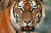 Bengaalse tijger Facts for Kids