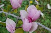 How to Grow een Magnolia Bush