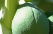 Wat voor soort meststof gebruik op Papaya bomen?