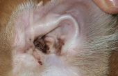 Cats oorinfecties