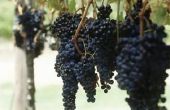 How to Get wijnstokken aan Fruit