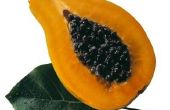Het gebruik van Papaya zaden voor controle van de parasiet