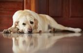 Tekenen & symptomen van Testicular Kanker bij honden
