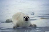 Coole feiten over zeehonden op de toendra