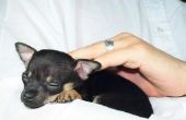 Informatie over het voeden van een Chihuahua pup