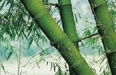 How to Get Rid van Black Mold op mijn bamboe Plant