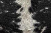 How to Stop behandeld dierlijke tapijten Skins van het verliezen van haren
