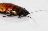 Welke oorzaken kakkerlakken in Mulch?