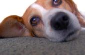 Kanker bij honden aan vlo & teek producten gerelateerde