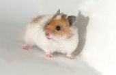 Hoe orale medicatie geven een Hamster