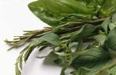 Welke meststoffen moet basilicum planten?
