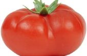 Malathion schade aan tomatenplanten
