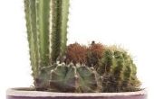 Hoe maak je een Cactus sneller groeien