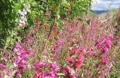 Hoe ontwerpt en Plant een Wildflower tuin