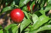 Waarom Fruit groeit niet op mijn nectarinebomen