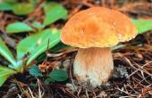 Hoe te stoppen paddenstoel uit het groeiende