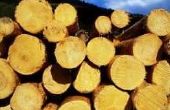 Hoe te knippen hardhout Logs naar leerjaar