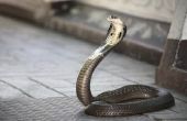 Interessante feiten over de King Cobra slang