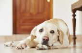 De bijwerkingen van ciprofloxacine voor honden