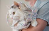 Hoe maak je een kat trui