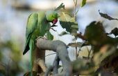 Hoe te stoppen met een Indiase Ringneck papegaai van bijten