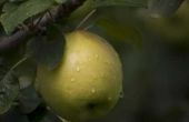 How to Grow appelbomen binnenshuis