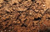 Hoe om te doden van brand mieren met Urine