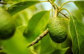 Beste fruitbomen voor warme klimaten