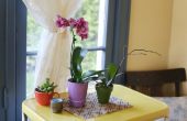 Hoe de zorg voor een Phalaenopsis orchidee