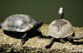 Hoe herken ik de leeftijd van schildpadden
