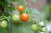 How to Grow Tomaten Sungold