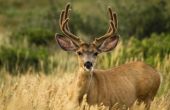 Wat voor soort Deer leven in Noord-Californië?