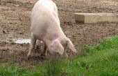 Hoe te formuleren Feed rantsoenen voor varkens
