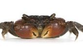 How to Keep rode klauw krabben